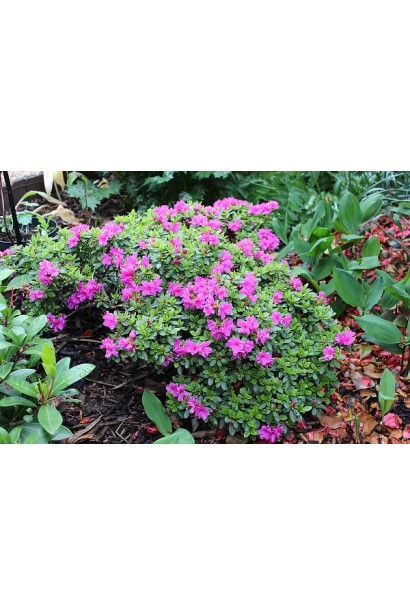 Кущ Geisha Lila із густим, блискучим листям.